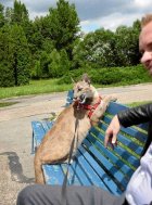 Szef grupy przestępczej, do której ma należeć Jakub Meresiński zasłynął spacerami z dziką pumą